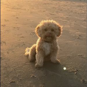 Meet your Posher, Bradford